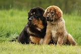 DOGUE DU TIBET 814